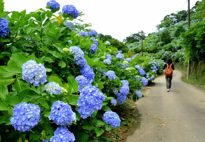 東京近郊の夢のような花畑や雲海など、関東地方にある息を呑むほど美しいアジサイの名所を5ヶ所ご紹介します。