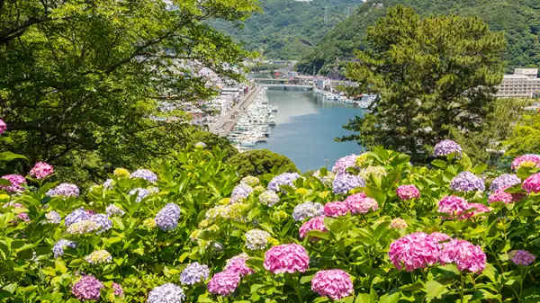 2026年版 日本有数の紫陽花スポット トップ10：6月の梅雨期間限定のロマンチックな花畑