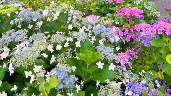 2026年版 日本有数の紫陽花スポット トップ10：6月の梅雨期間限定のロマンチックな花畑