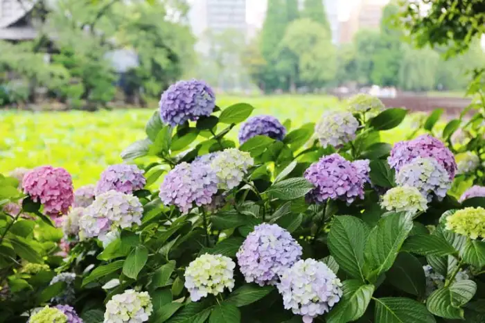 東京の息を呑むほど美しいアジサイの絶景スポット5選 ― 夢のような花の海で、初夏の魅力を体験してください。