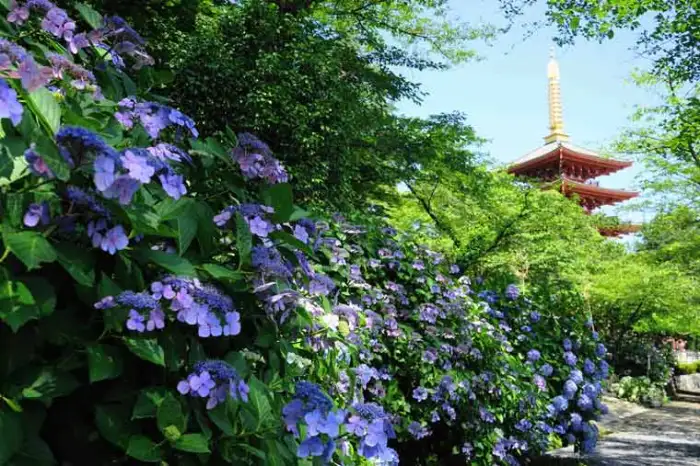 東京の息を呑むほど美しいアジサイの絶景スポット5選 ― 夢のような花の海で、初夏の魅力を体験してください。