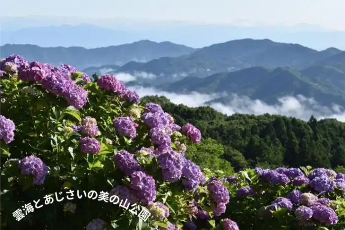 東京近郊の夢のような花畑や雲海など、関東地方にある息を呑むほど美しいアジサイの名所を5ヶ所ご紹介します。