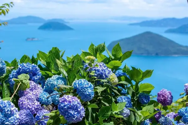 2026年版 日本有数の紫陽花スポット トップ10：6月の梅雨期間限定のロマンチックな花畑