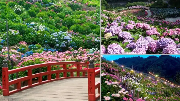 2026年版 日本有数の紫陽花スポット トップ10：6月の梅雨期間限定のロマンチックな花畑