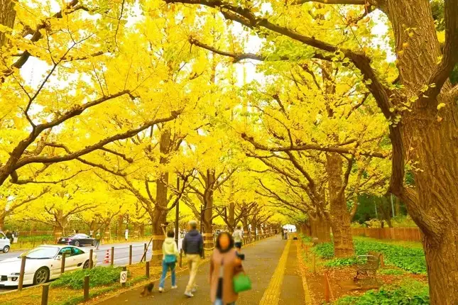 11月に訪れるべき日本の人気観光スポット トップ10:秋の終わりを過ごすのに必見のスポット。