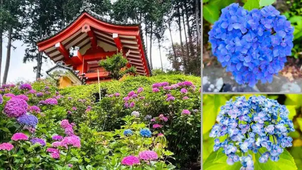 2026年版 日本有数の紫陽花スポット トップ10：6月の梅雨期間限定のロマンチックな花畑