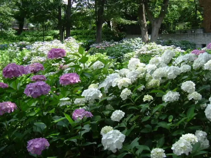 東京の息を呑むほど美しいアジサイの絶景スポット5選 ― 夢のような花の海で、初夏の魅力を体験してください。